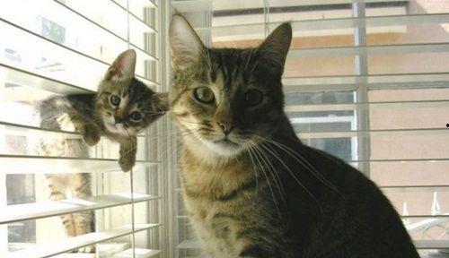 娱乐吃瓜酱猫妈